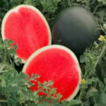 Afrikanische Kiwano Seeds for planting exotic kiwano melon