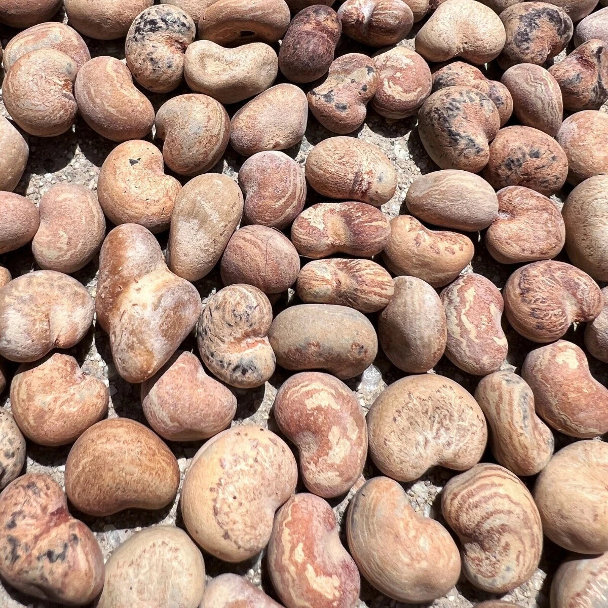 Afrikanische Kiwano seeds for exotic garden plants