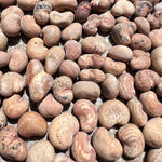 Afrikanische Kiwano seeds for exotic garden plants