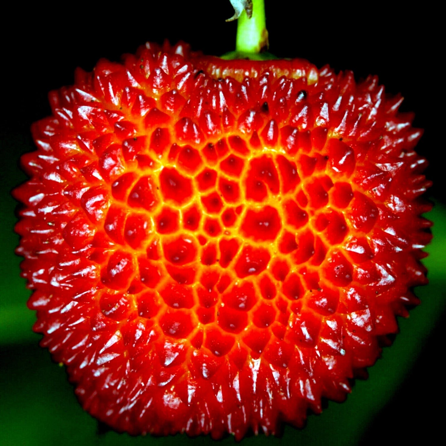 Afrikanische Kiwano seeds for exotic horned melon plant
