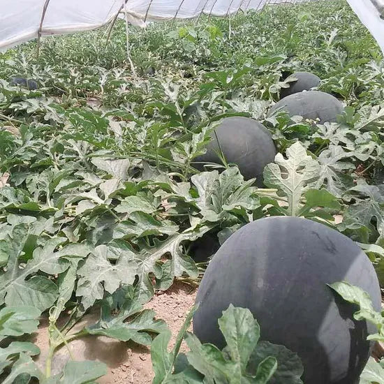 Afrikanische Kiwano seeds for exotic planting