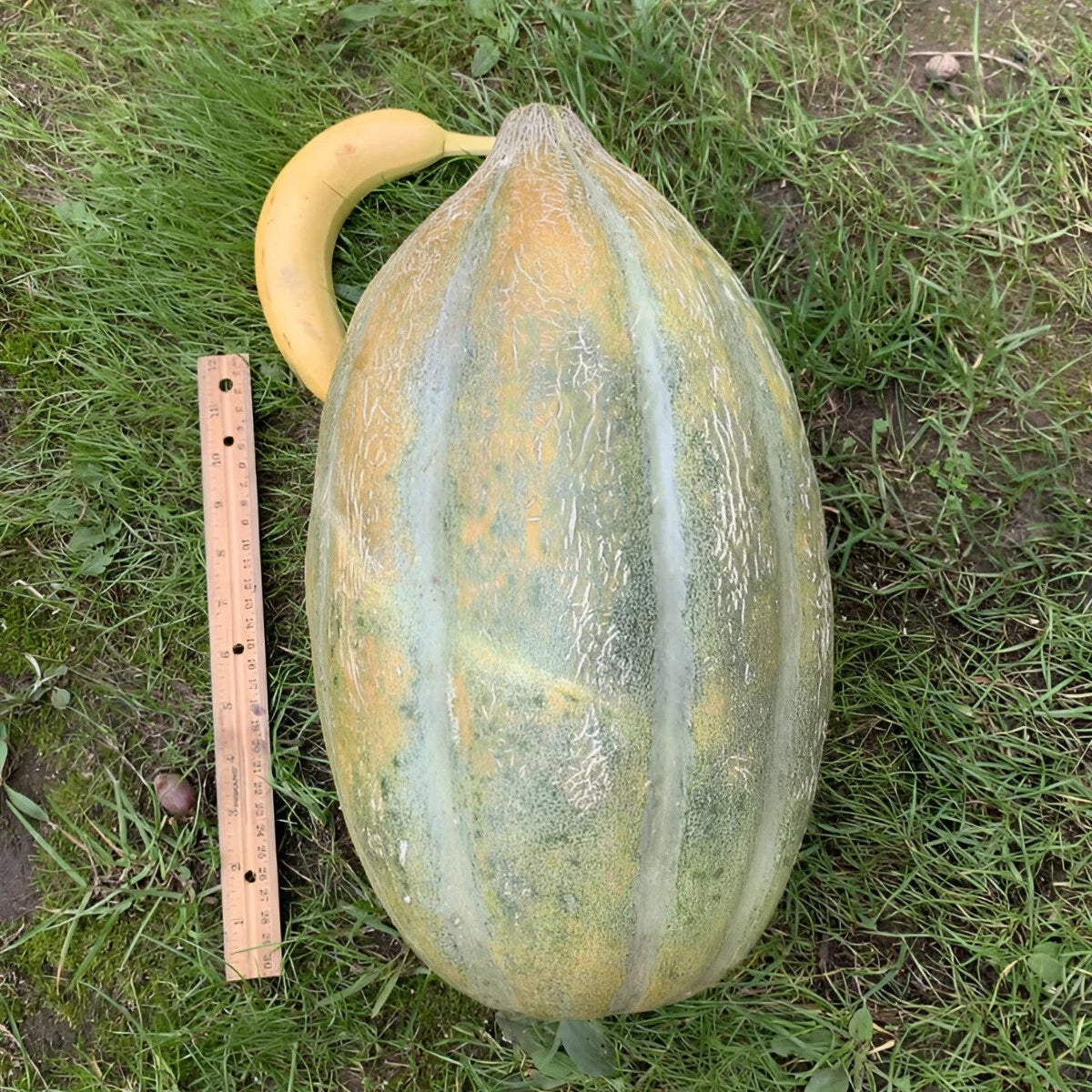 Afrikanische Kiwano seeds for exotic tropical garden plants