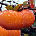 Afrikanische Kiwano seeds for exotic tropical plant growth
