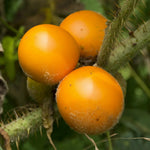 Greenhouse growing with Afrikanische Kiwano seeds