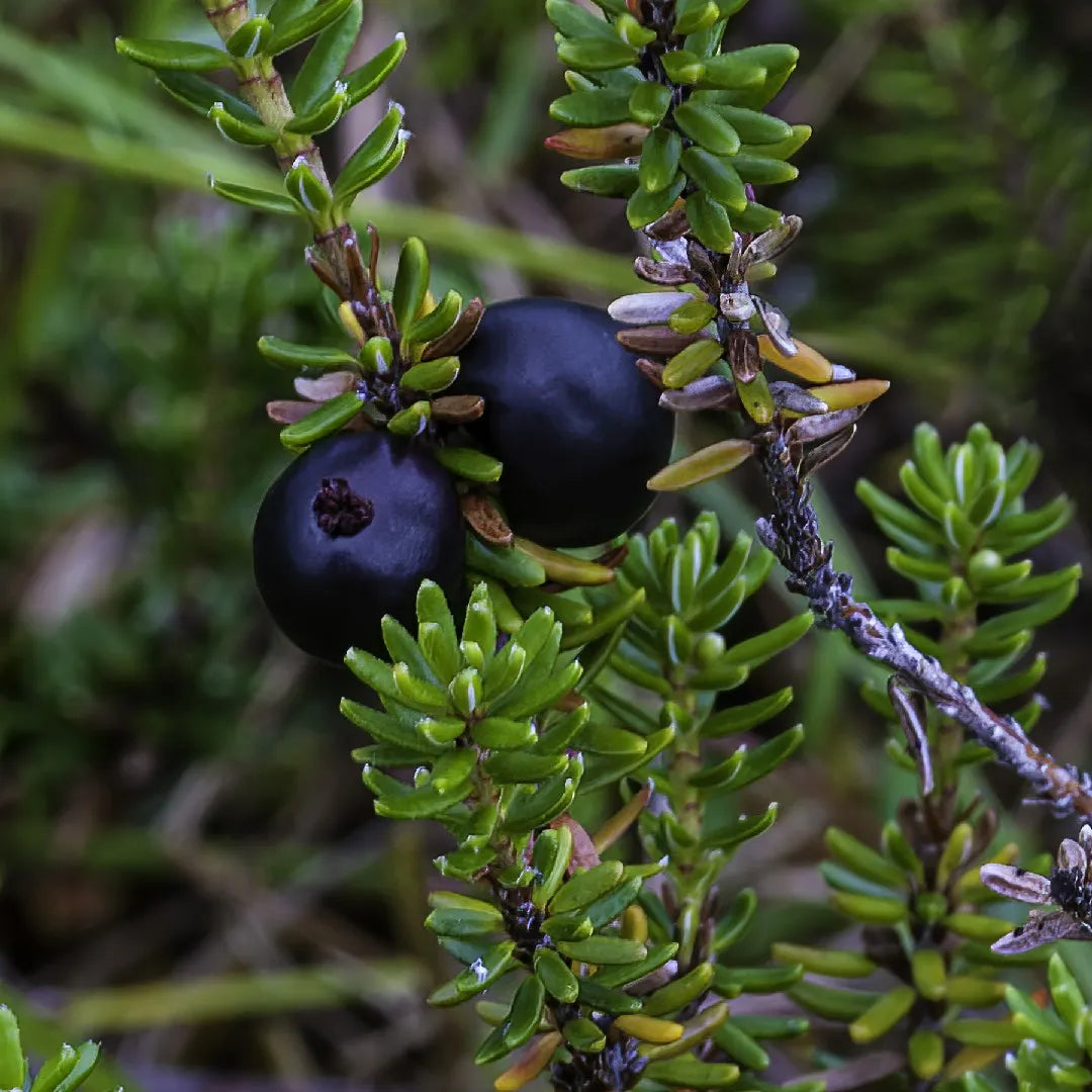 Spiky Afrikanische Kiwano seeds for home garden