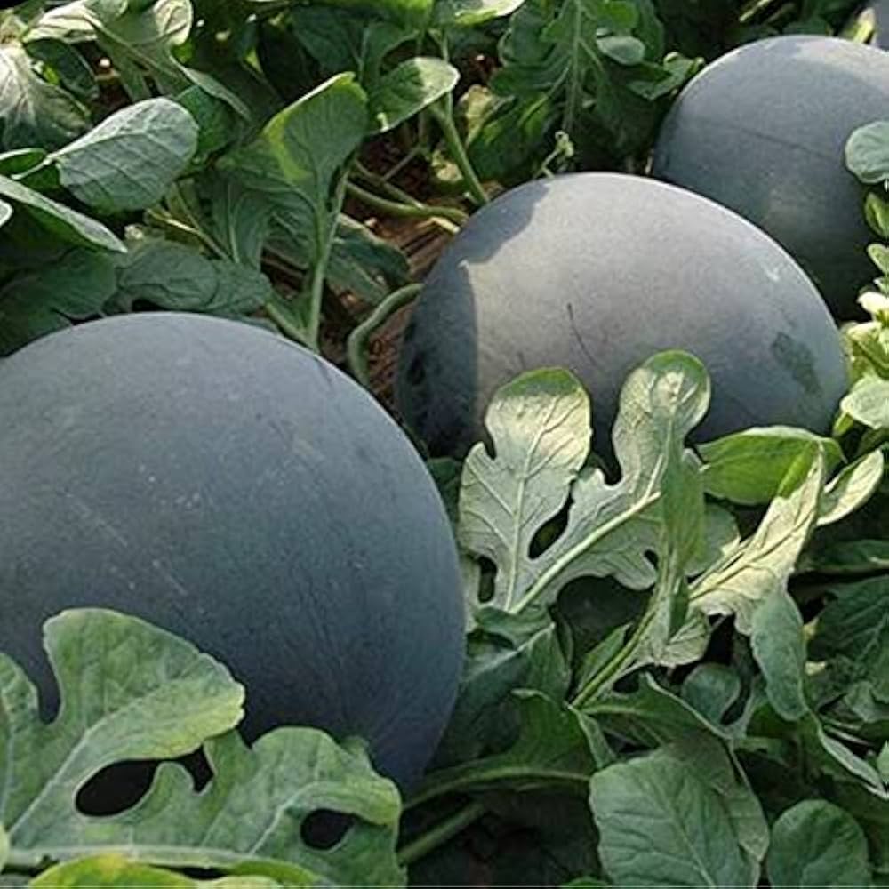 Afrikanische Kiwano seeds for tropical-looking vines