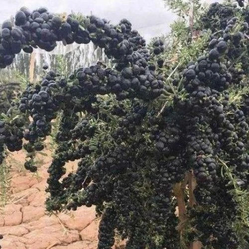 High germination Afrikanische Kiwano vine seeds for tropical garden