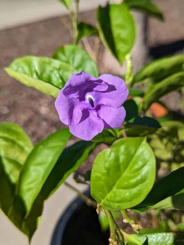 Purple Brunfelsia Pauciflora Flower Seeds for Planting – Heirloom, Non-GMO, Rare Blooms Dhara Seeds