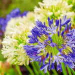 Agapanthus Purple Lily seeds – exotic lily of the Nile for garden borders - Dharaseeds