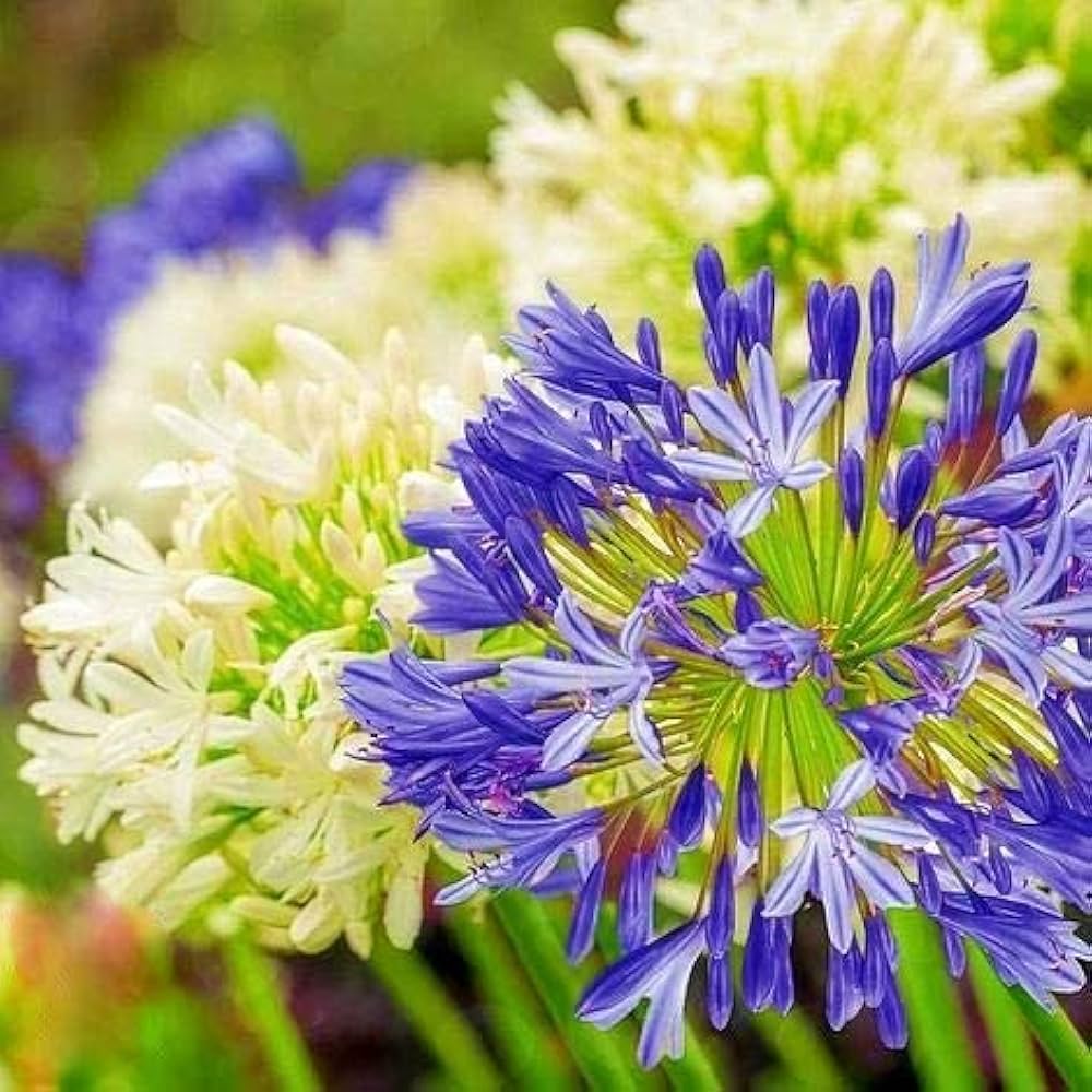 Agapanthus Purple Lily seeds – exotic lily of the Nile for garden borders - Dharaseeds