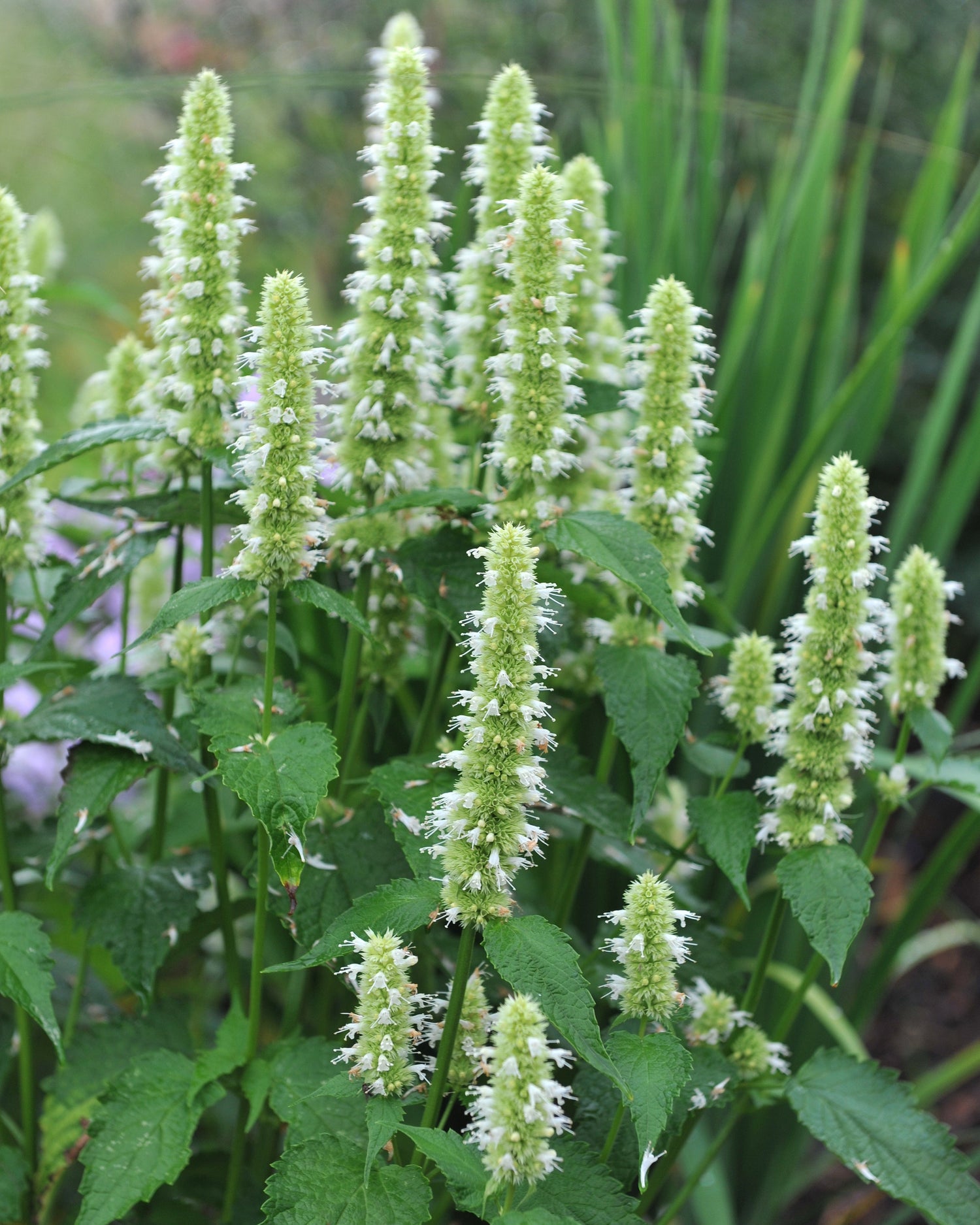 Agastache Seeds