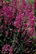 Agastache Cana Flower Seeds for Planting - NON GMO Seeds Dhara Seeds
