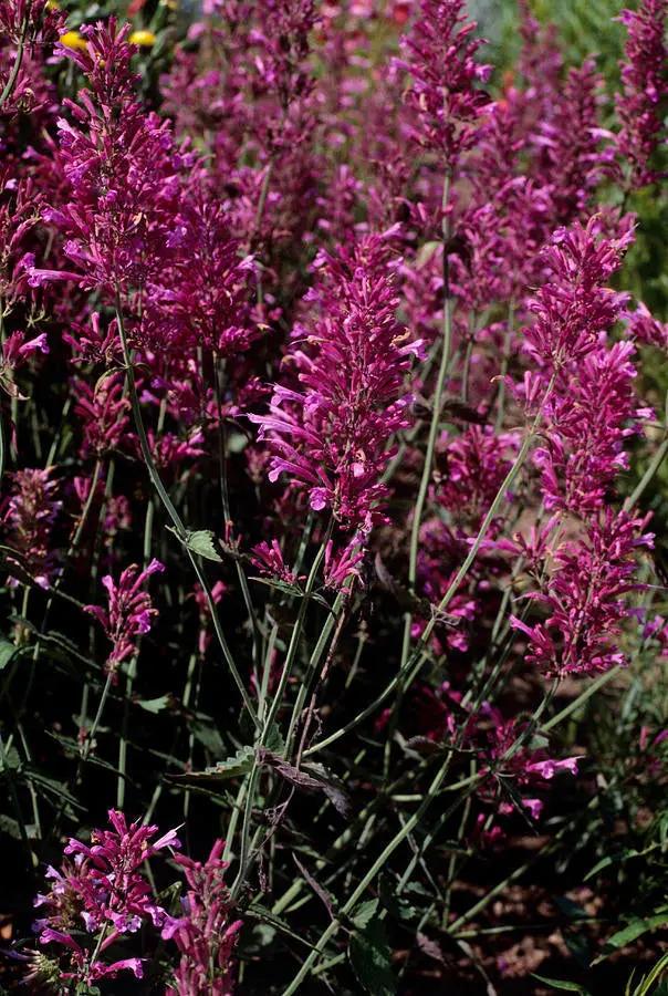 Agastache Cana Flower Seeds for Planting - NON GMO Seeds Dhara Seeds