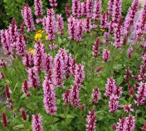 Agastache Pop Pink Imported heirloom non-gmo garden seeds