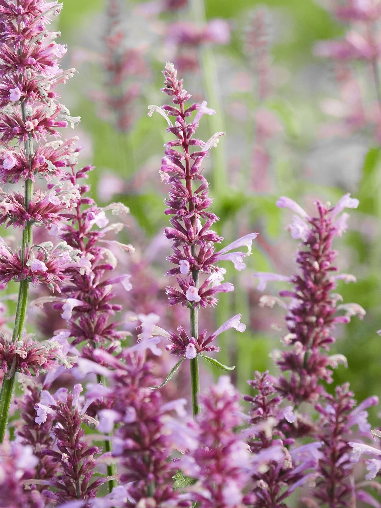 Agastache Rose Mint