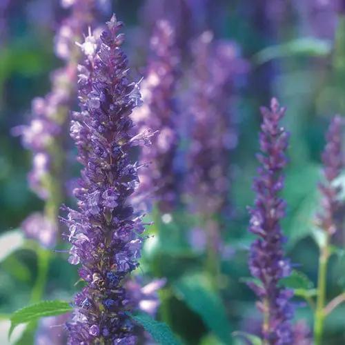 Violet Giant Hyssop Plant Seeds for Planting, NON GMO Seeds Dhara Seeds