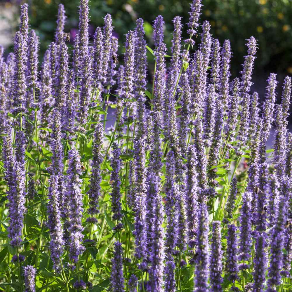 Anise Hyssop Blue Pollinator-Friendly Seeds