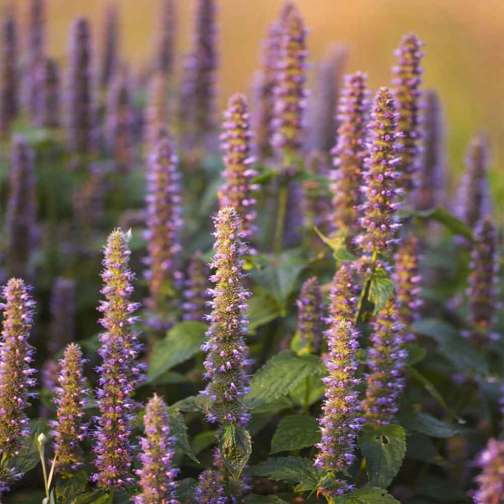 Anise Hyssop Blue Pollinator-Friendly Seeds