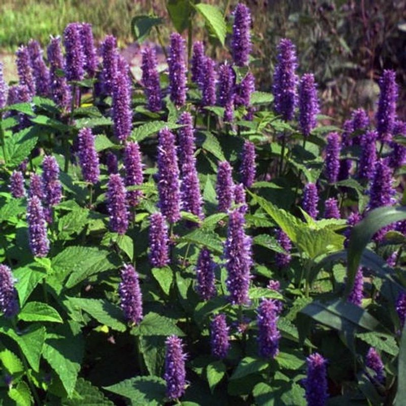 Agastache Lavender Blue Flower Seeds