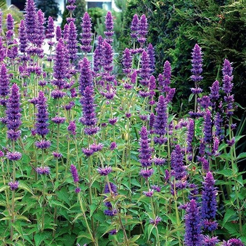 Agastache Lavender Blue Flower Seeds