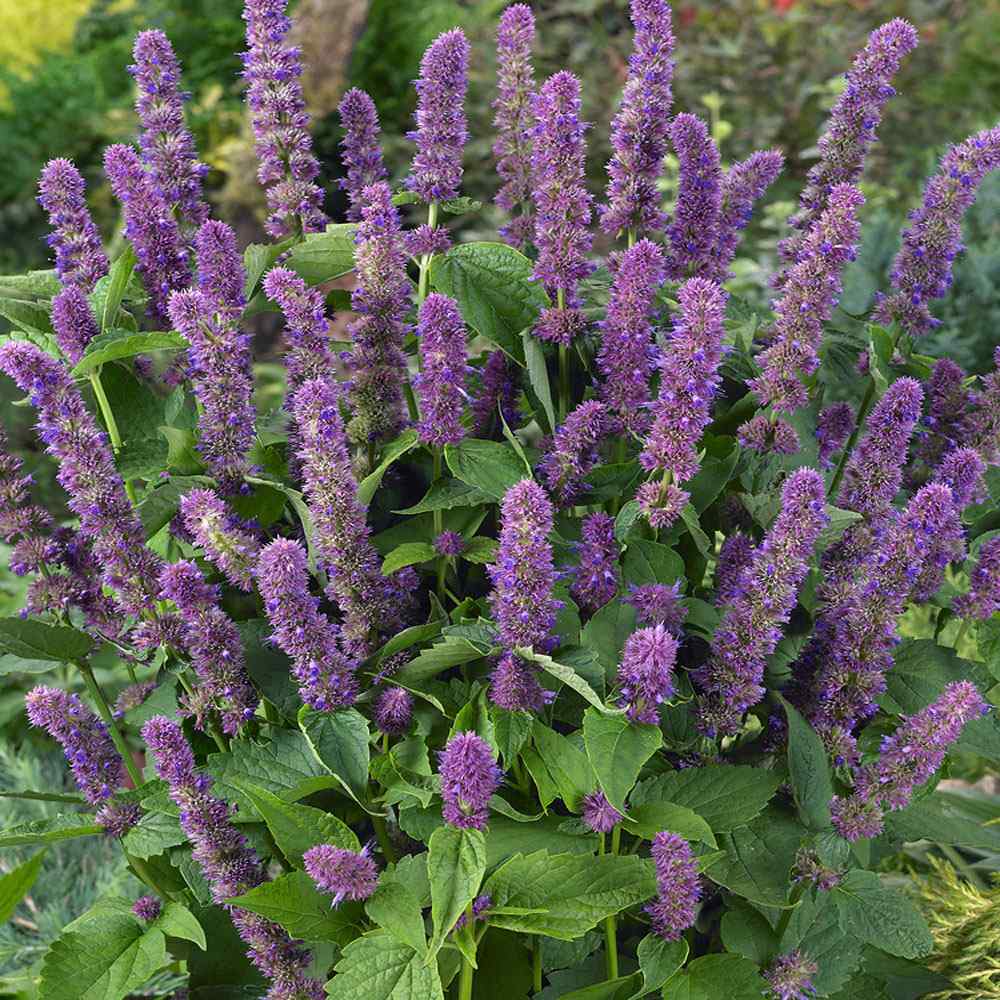 Agastache Lavender Blue Flower Seeds