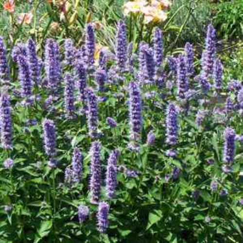 Agastache Rugosa Herb Seeds