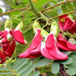 Agathi Red Sesbania Grandiflora Open Pollinated heirloom non-gmo garden seeds