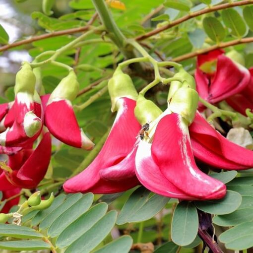 Agathi Red Sesbania Grandiflora Open Pollinated heirloom non-gmo garden seeds