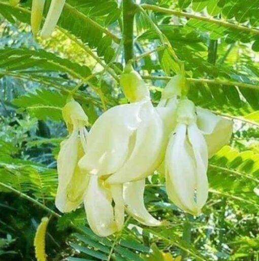 Agathi White Sesbania Grandiflora Open Pollinated heirloom non-gmo garden seeds
