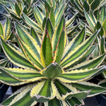 Agave lophantha seeds for rock garden landscaping