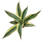 Agave lophantha seeds Thorncrest for drought tolerant landscaping