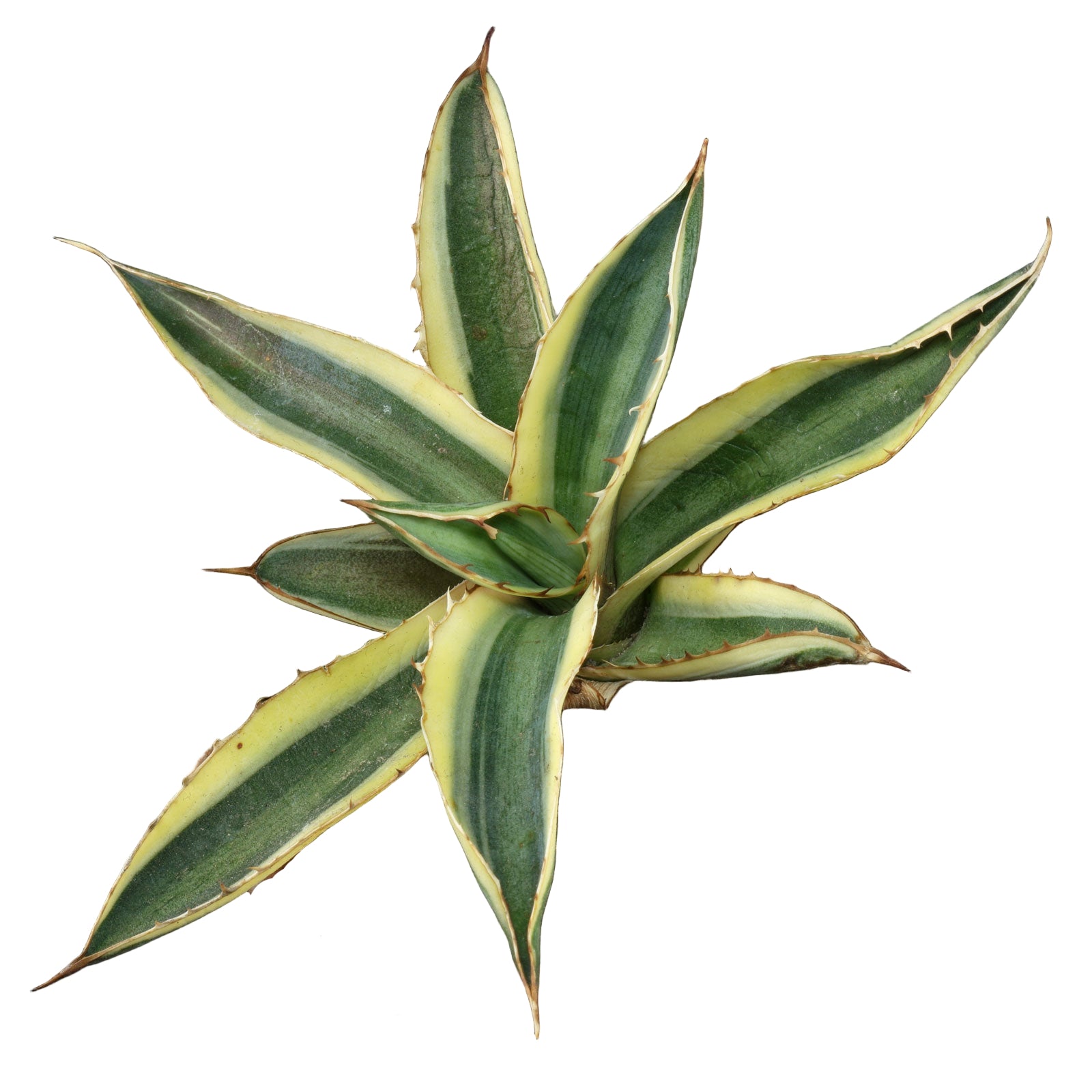 Agave lophantha seeds Thorncrest for drought tolerant landscaping