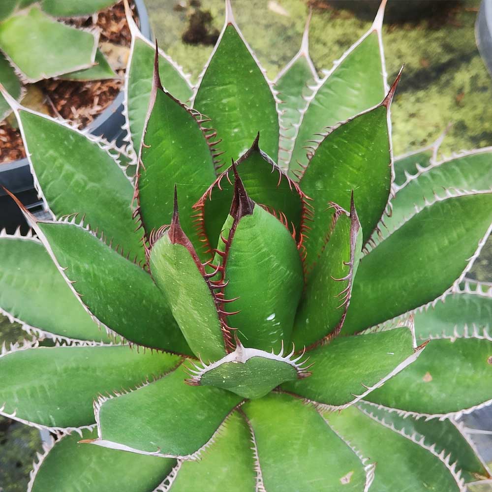 Agave seeds for drought-tolerant landscaping and garden use