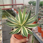 Agave seeds for drought tolerant garden and rock planting