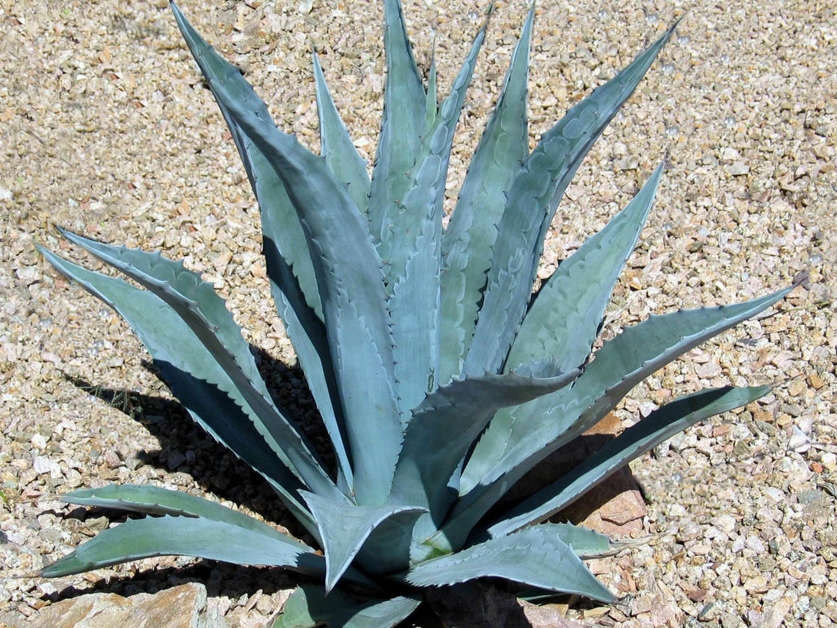 Agave seeds for rock garden and xeriscape areas
