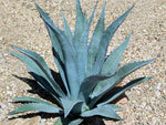 Agave seeds for rock garden and xeriscape areas
