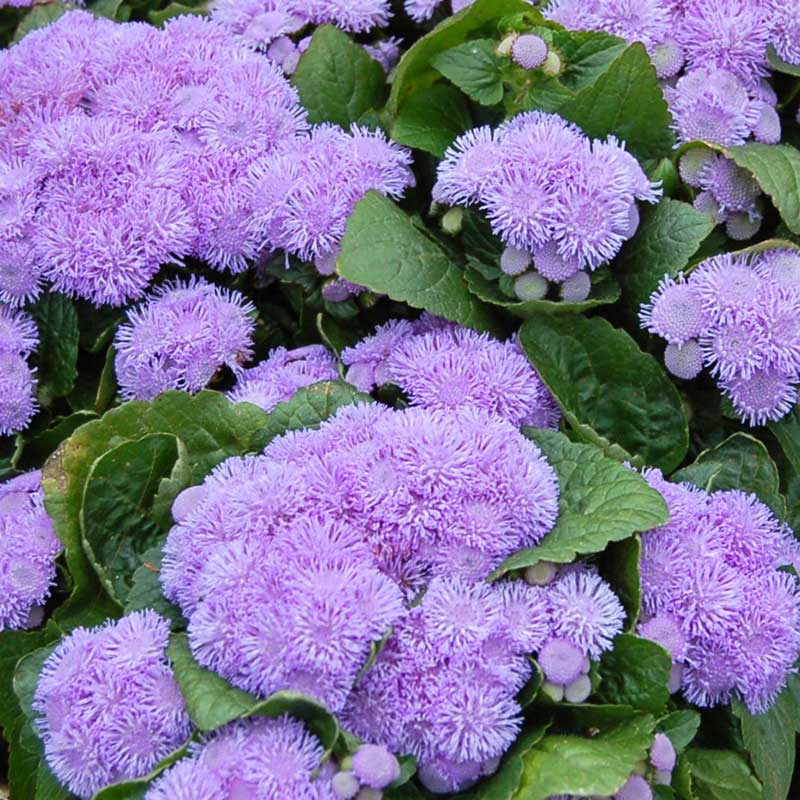 flowers high quality flower seeds for growing vibrant and colorful blooms in home gardens and landscapes organic flowers premium organic flower seeds for sustainable gardening and beautiful blossoms suitable for all climates