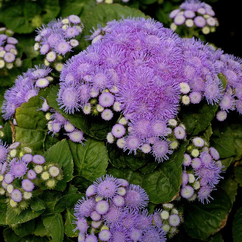 Ageratum Seeds - Aloha Blue