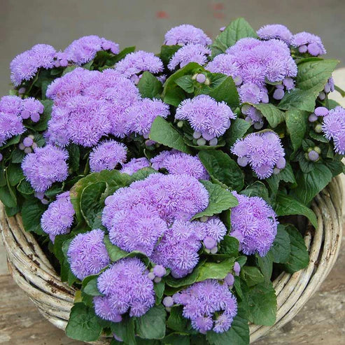 Ageratum Seeds - Aloha Blue