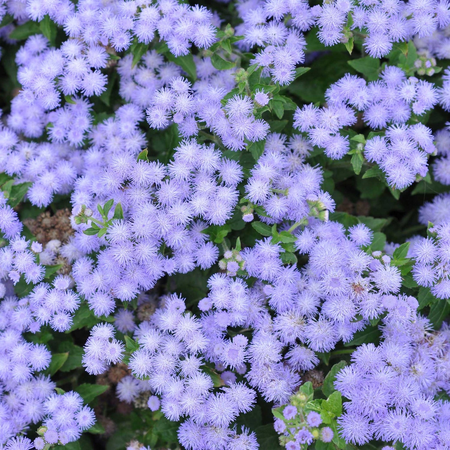 Ageratum Seeds (Dwarf) - Blue Mink