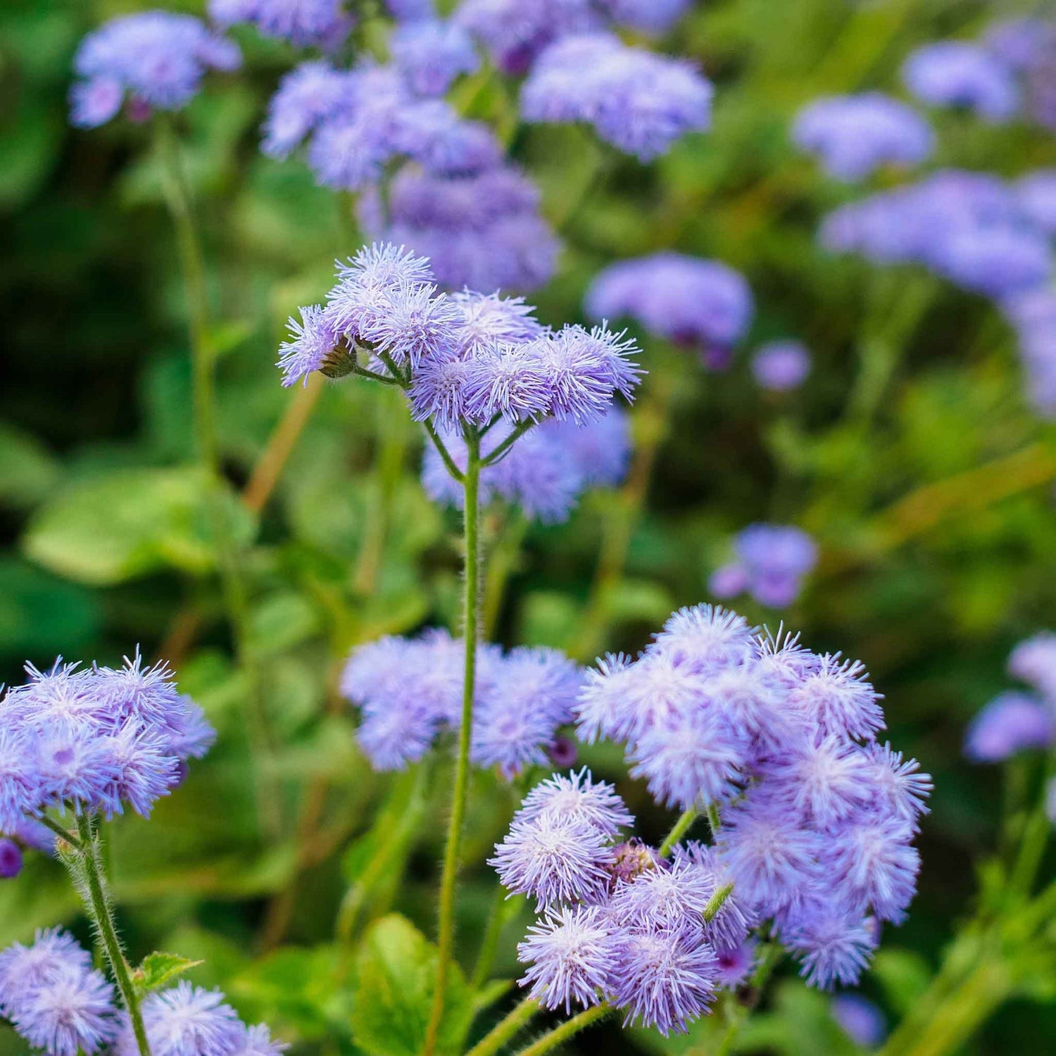 Ageratum Seeds - Dondo Blue