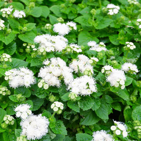 Ageratum Seeds - Dondo White