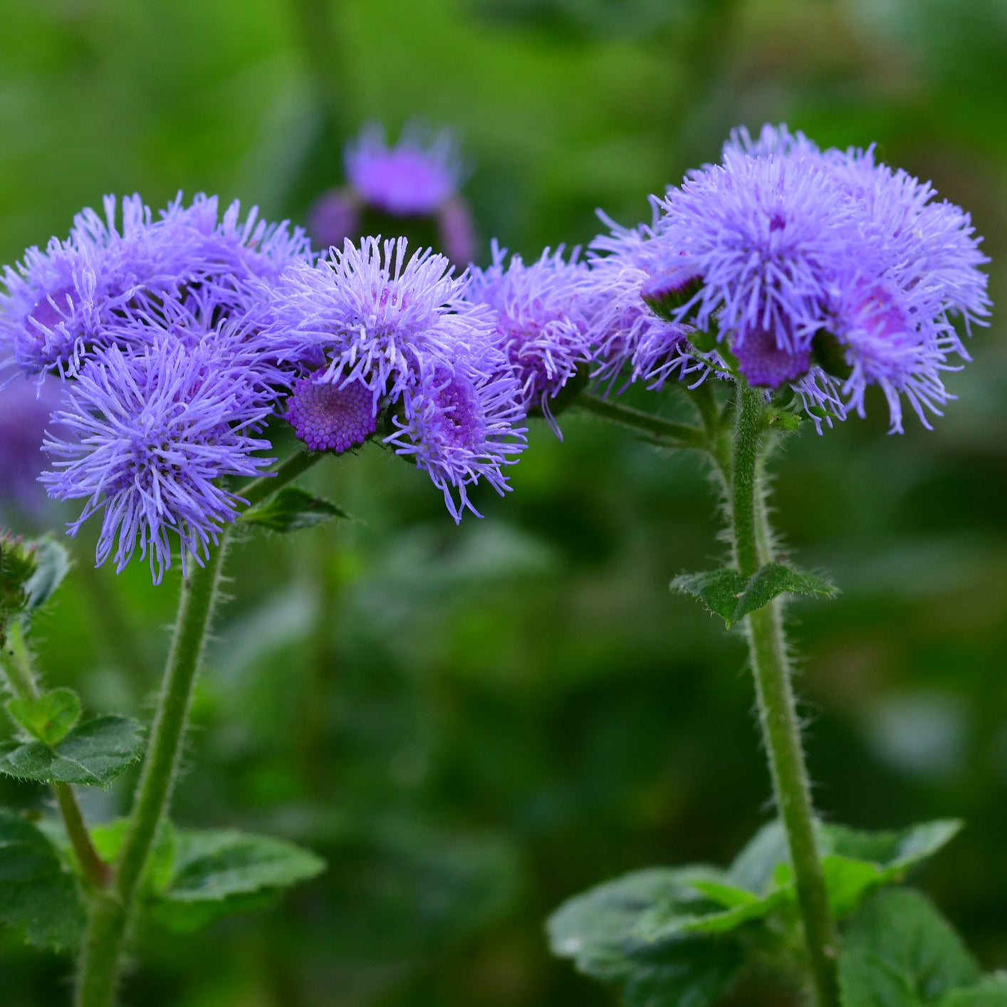 Heirloom Ageratum herb seeds for home garden use