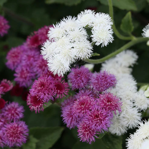 Ageratum Seeds - Red Flint