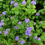Ageratum herb seeds suitable for borders and container gardens