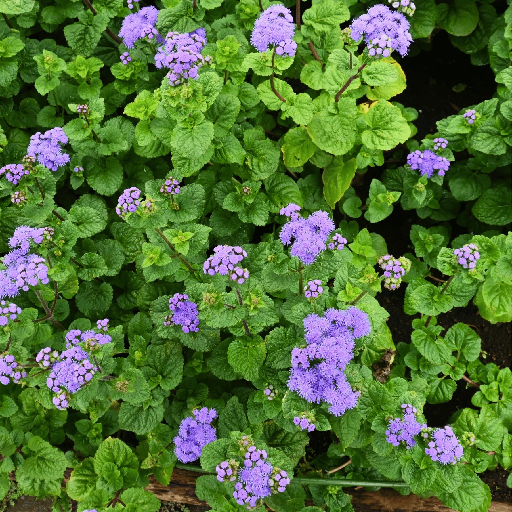 Ageratum herb seeds suitable for borders and container gardens
