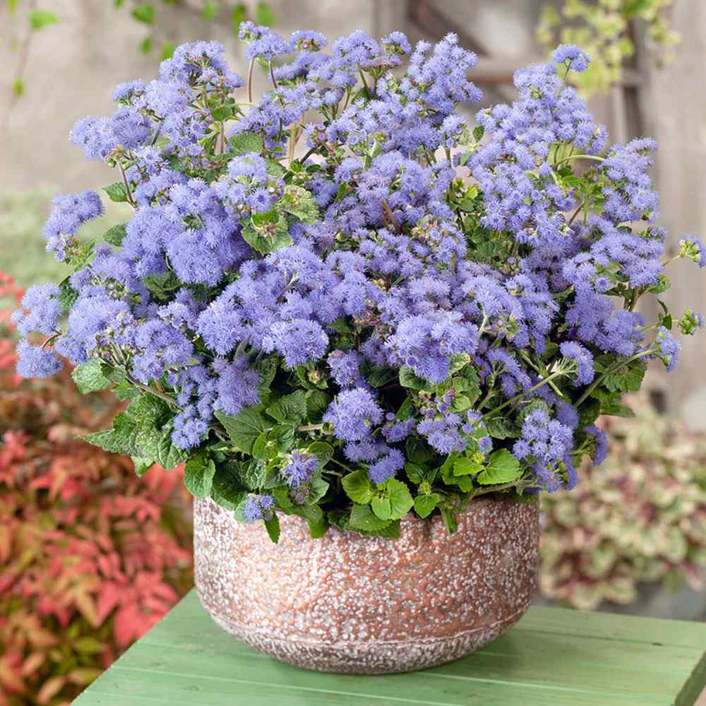 Ageratum Blue Floss Flower Seeds