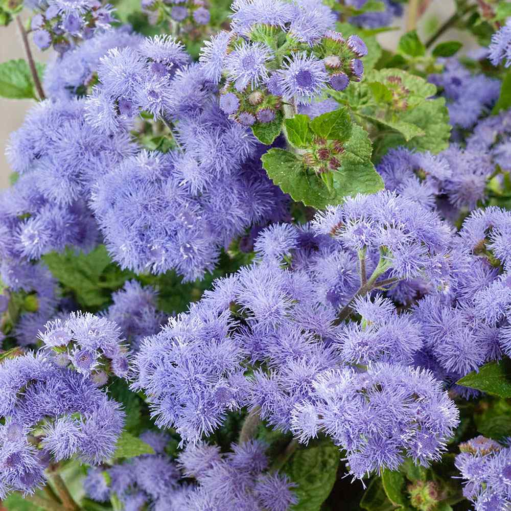 Ageratum Blue Floss Flower Seeds