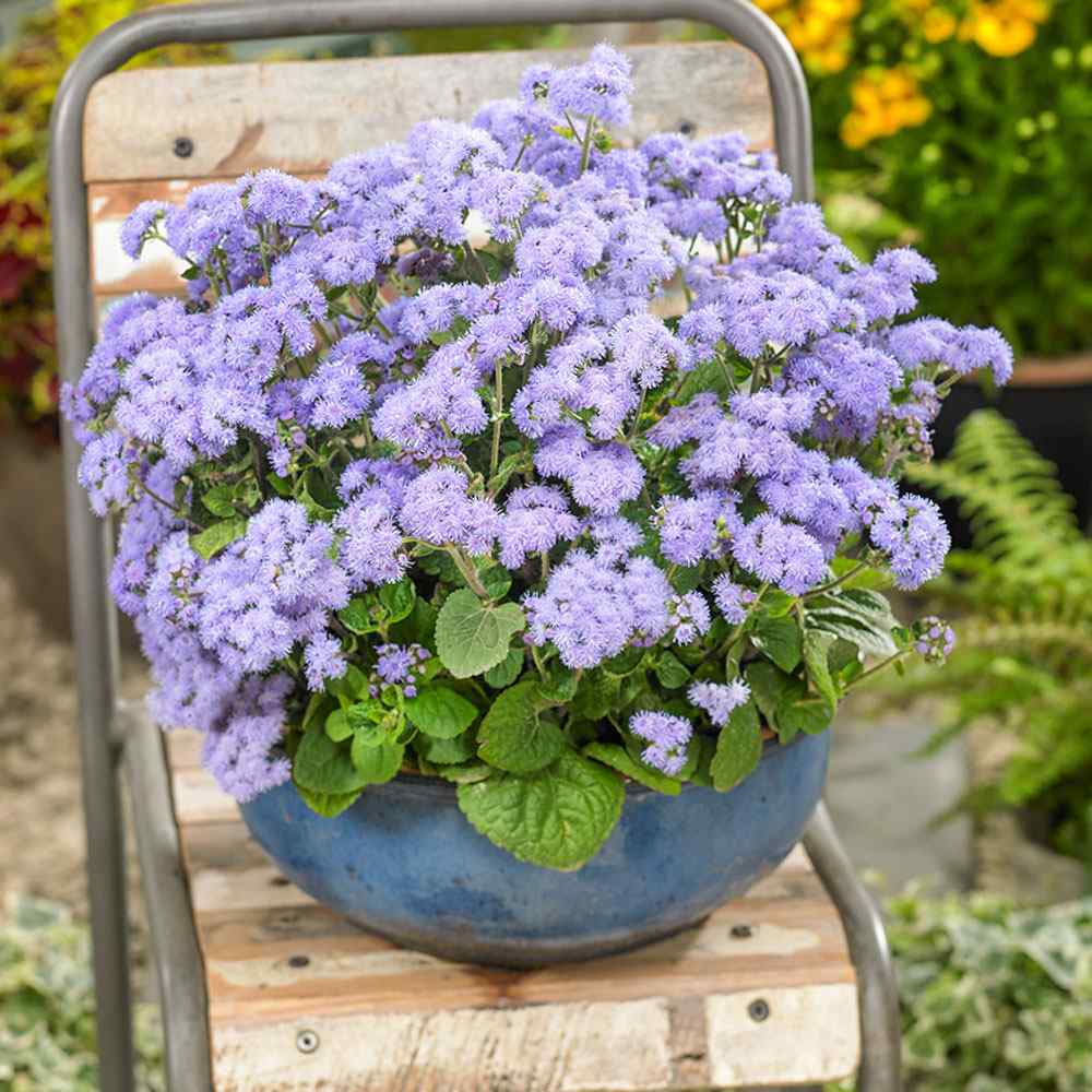 Ageratum Blue Floss Flower Seeds