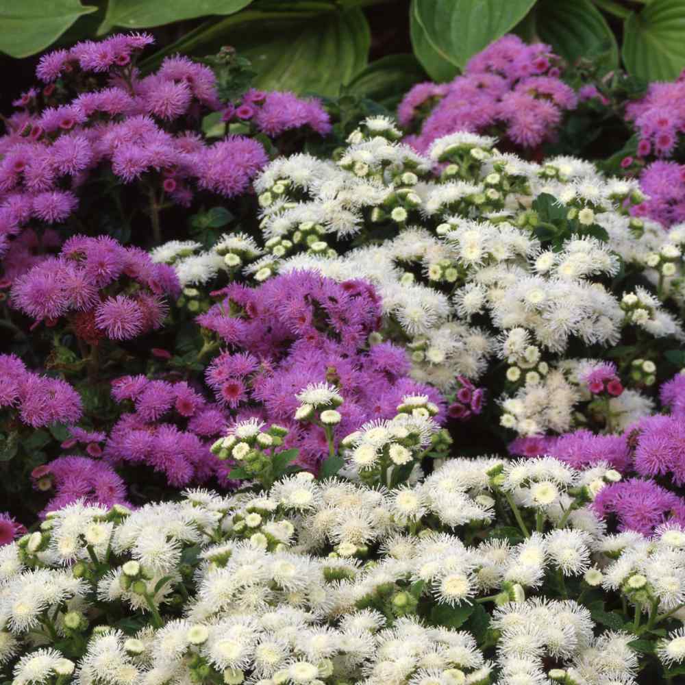 Ageratum Mixed Color Floss Flower Seeds